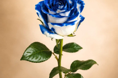 91fdcdec-0378-496f-aa14-55d0e65a99b5-1_all_60120